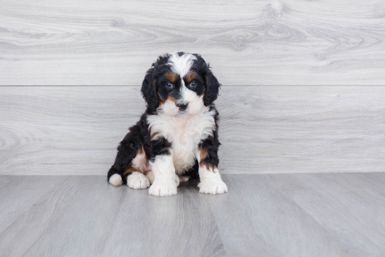 Mini Bernedoodle Puppy for Adoption