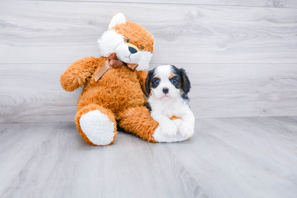 Best Cavalier King Charles Spaniel Baby