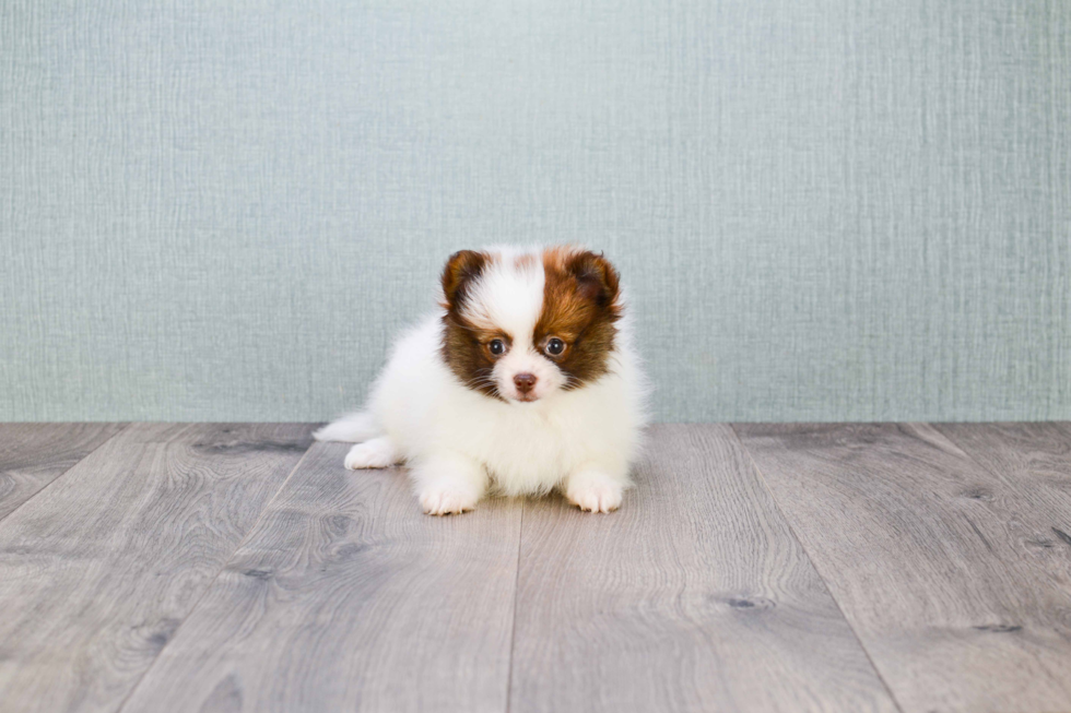 Fluffy Pomeranian Purebred Puppy