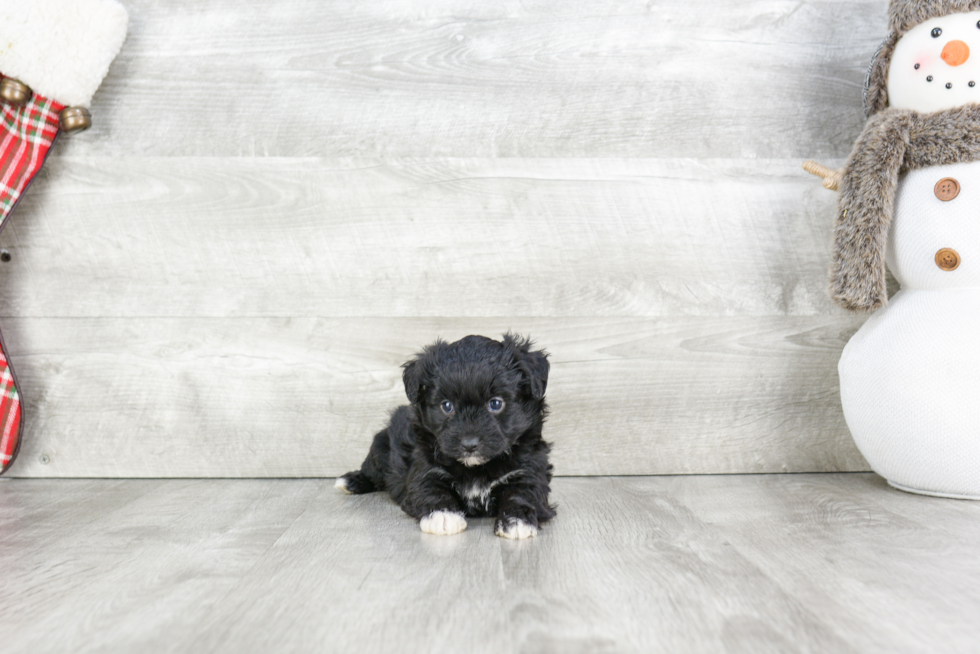 Adorable Aussiepoo Poodle Mix Puppy