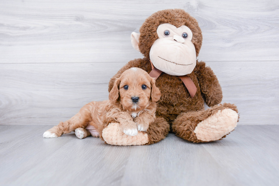 Best Cavapoo Baby