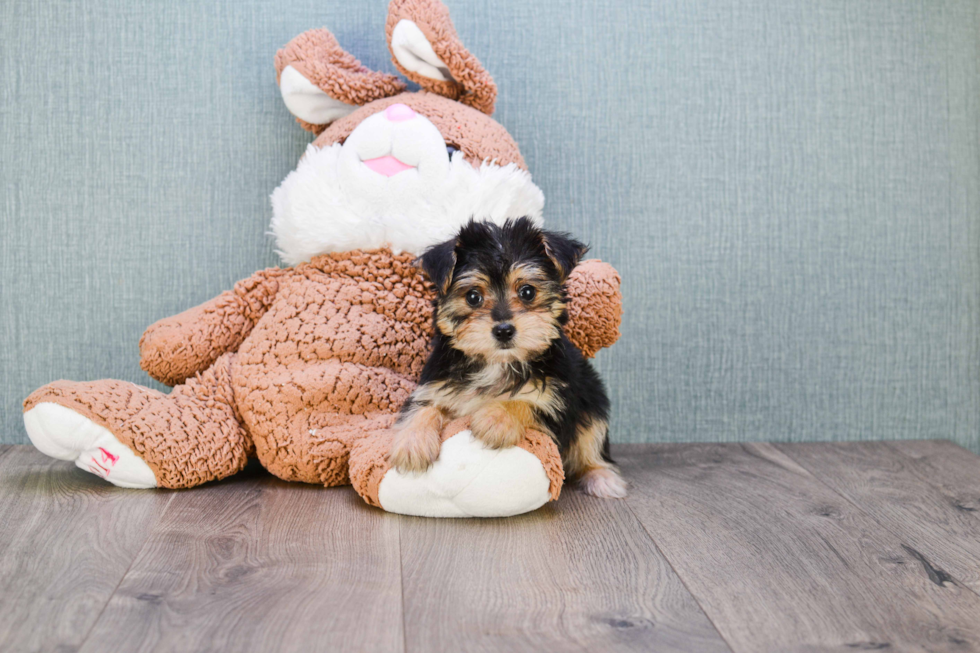 Morkie Pup Being Cute