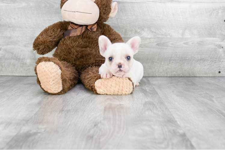 Akc Registered French Bulldog Baby