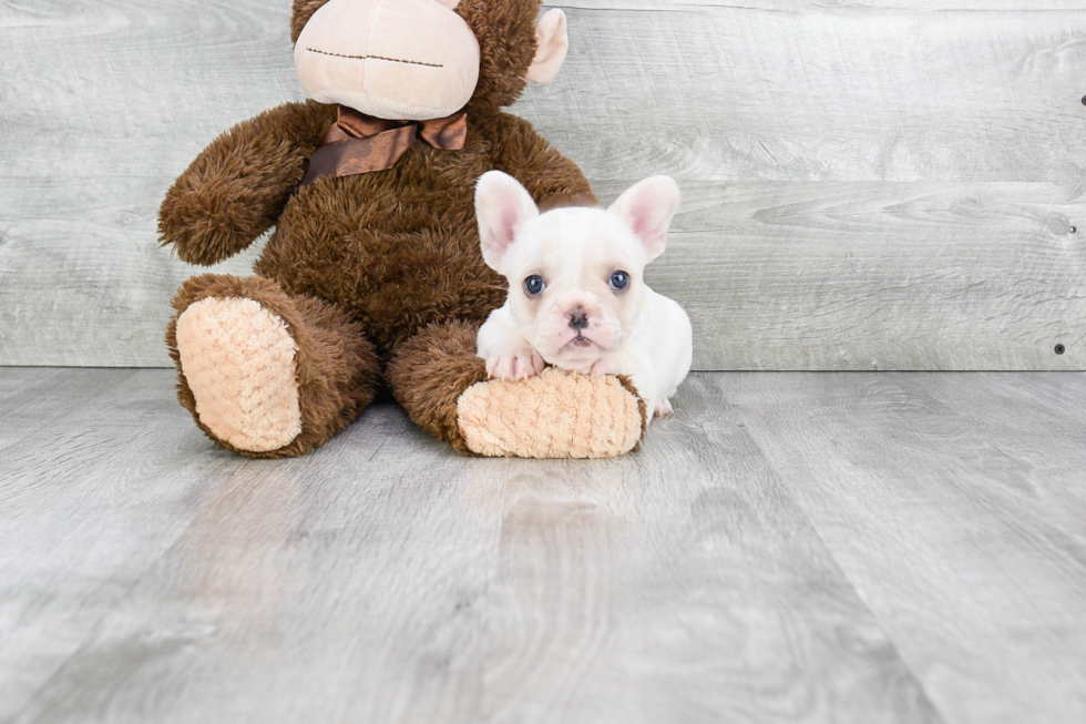 Akc Registered French Bulldog Baby