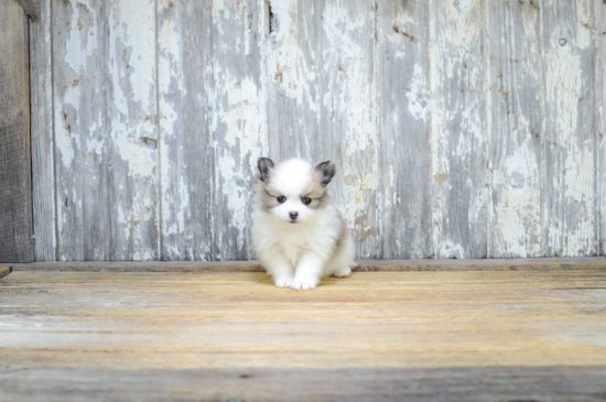 Pomeranian Puppy for Adoption