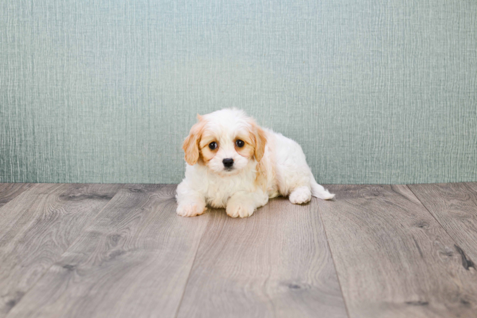 Best Cavachon Baby