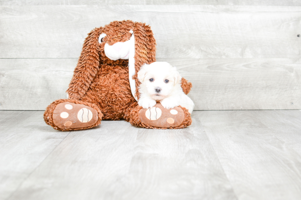 Best Havanese Baby