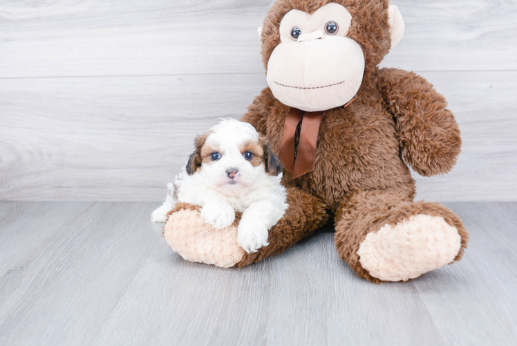 Teddy Bear Pup Being Cute