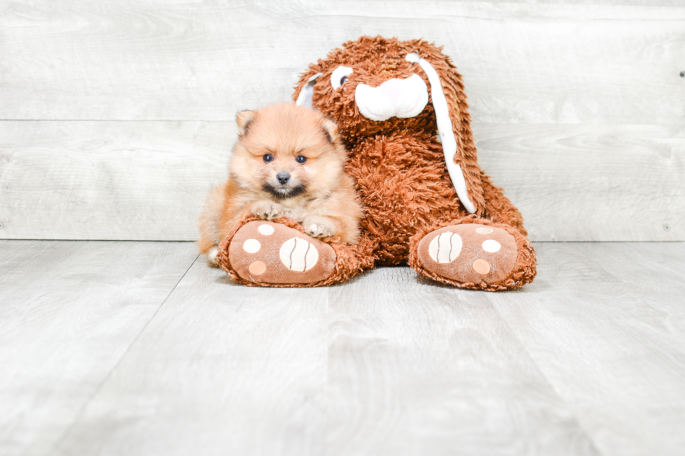 Pomeranian Puppy for Adoption