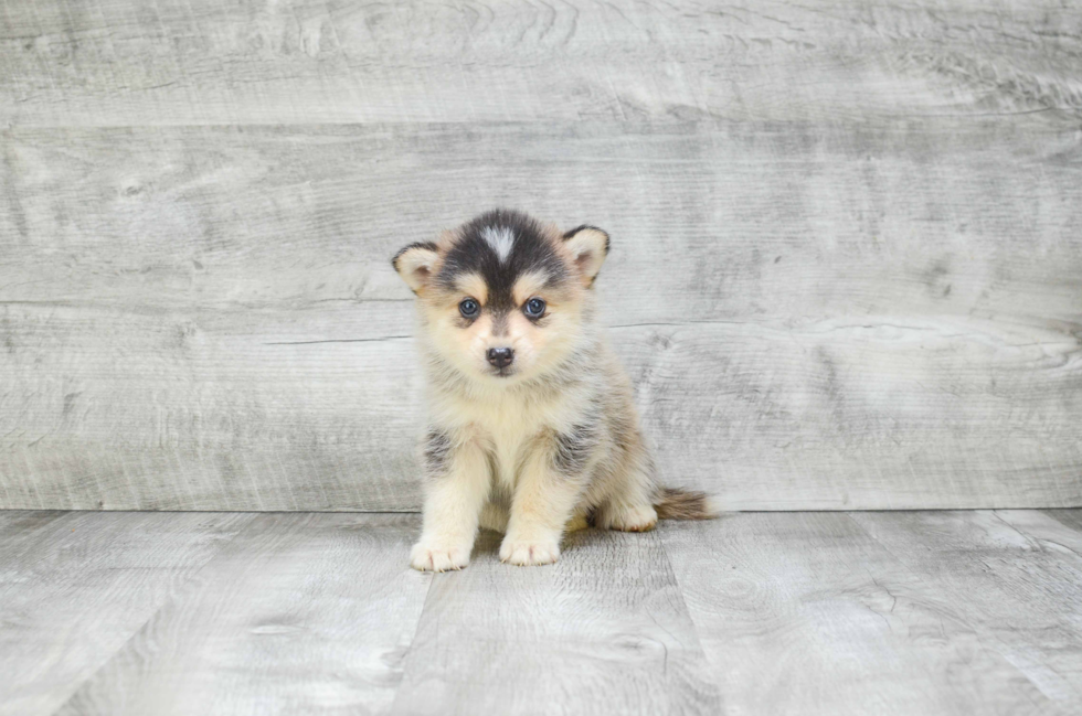 Energetic Mini Husky Designer Puppy