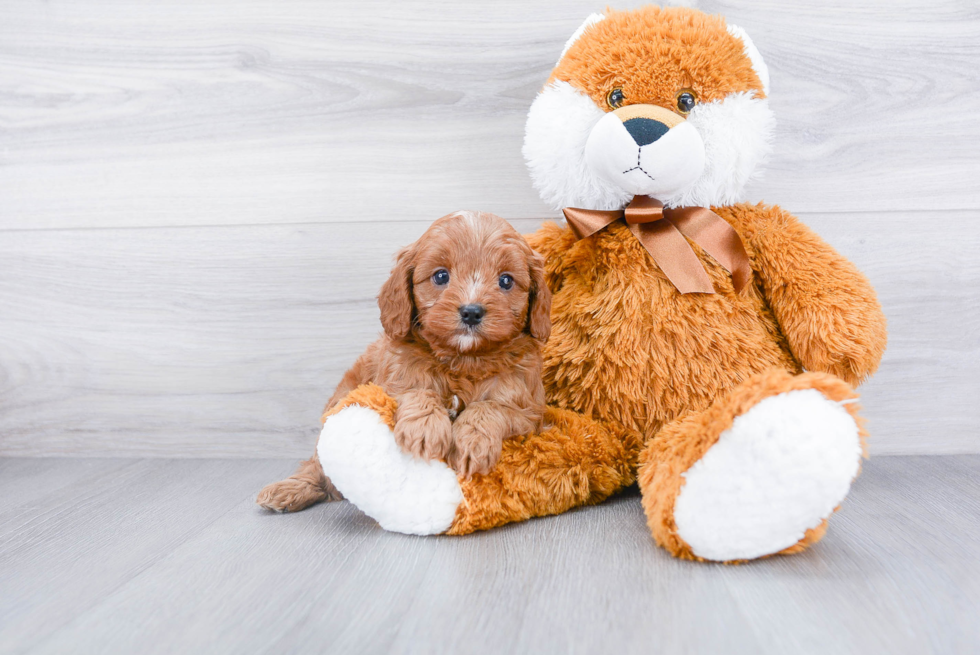 Best Cavapoo Baby