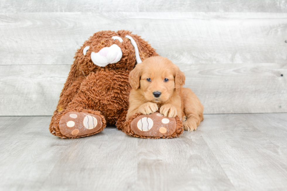 Energetic Golden Retriever Poodle Mix Puppy