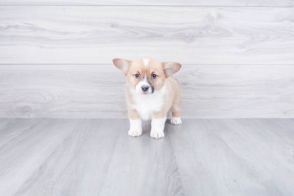 Pembroke Welsh Corgi Puppy for Adoption