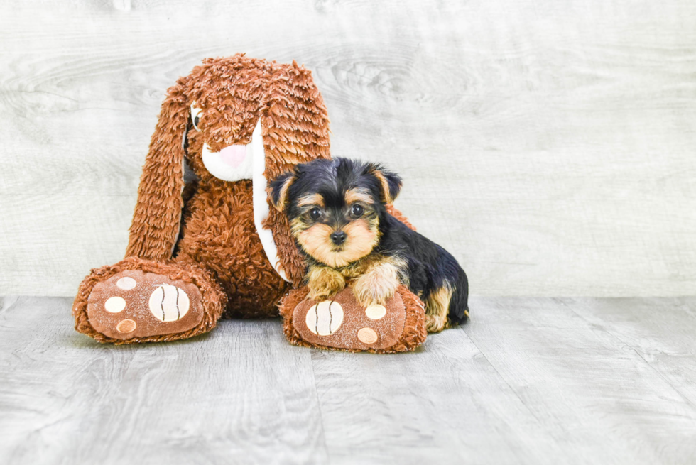 Meet Rebecca - our Yorkshire Terrier Puppy Photo 