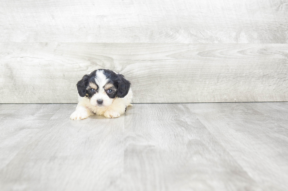 Friendly Cavachon Baby