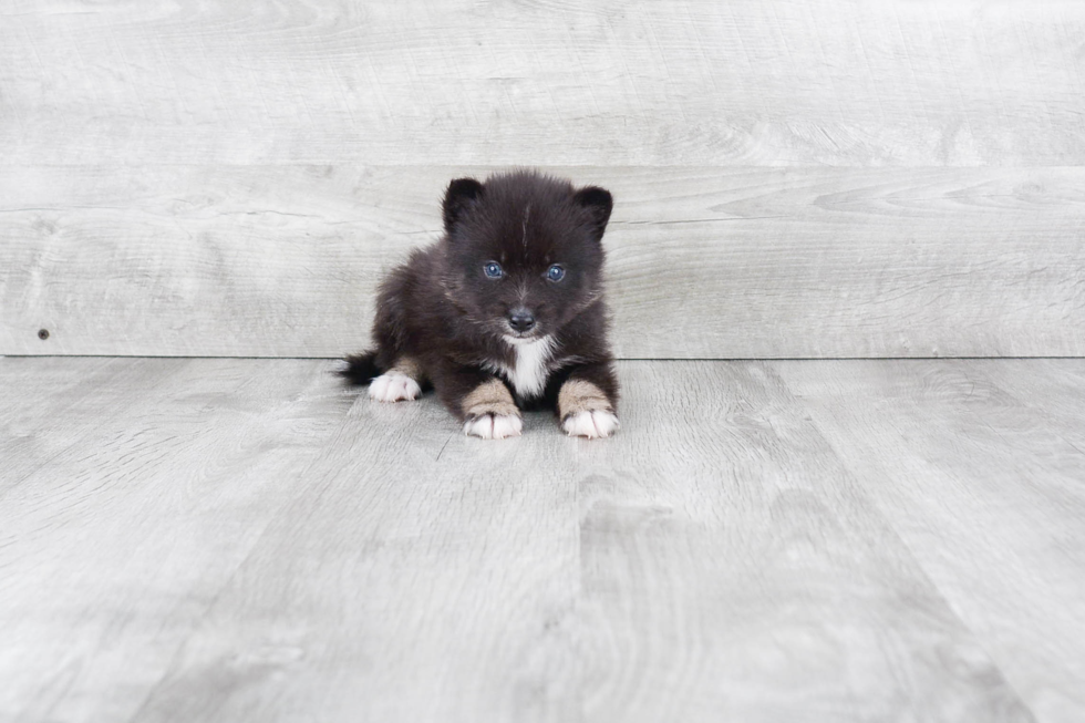 Best Pomsky Baby