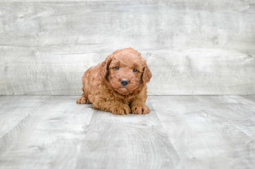 Small Mini Goldendoodle Baby