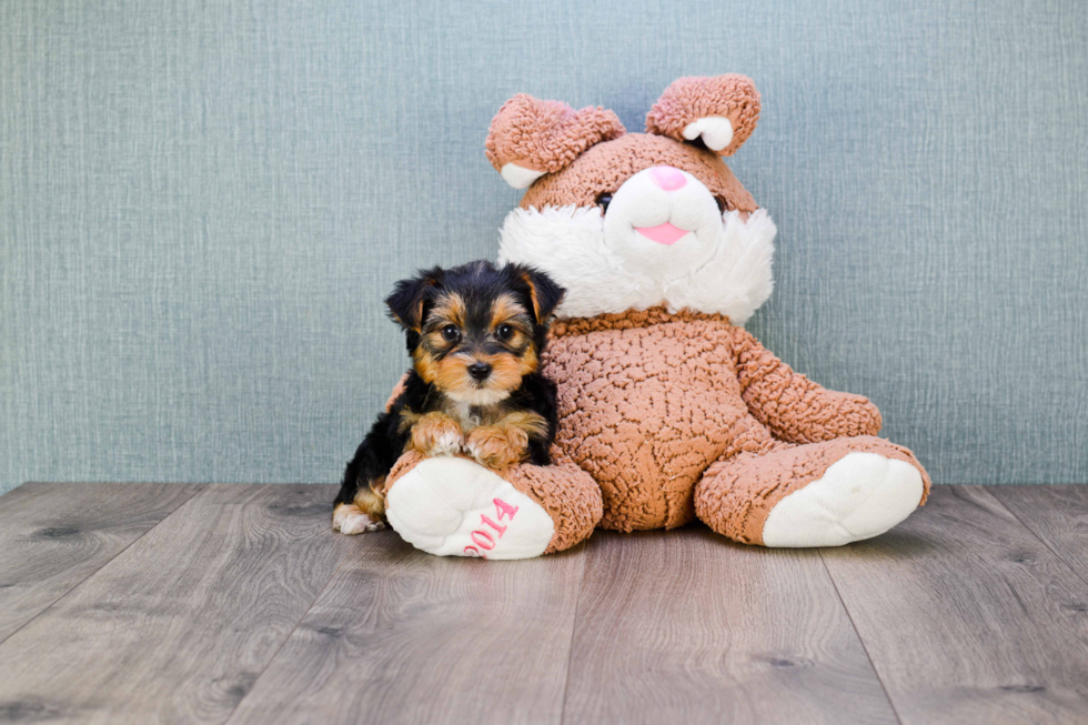 Meet Rihanna - our Yorkshire Terrier Puppy Photo 