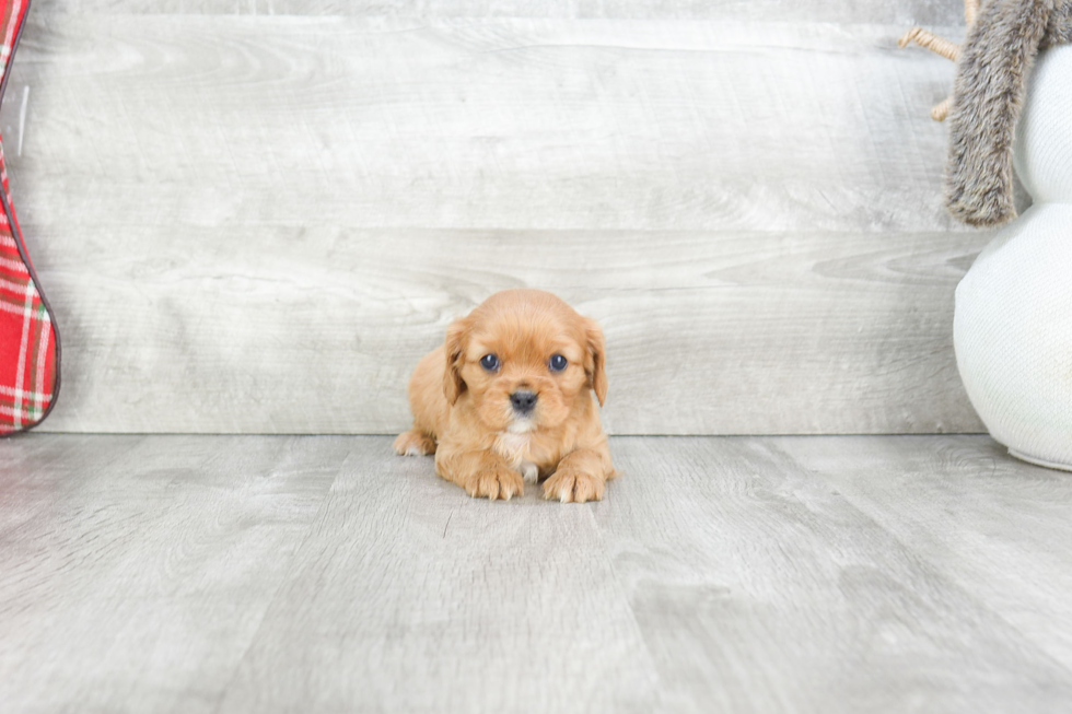 Cavalier King Charles Spaniel Pup Being Cute