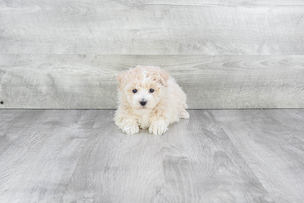 Small Maltipoo Baby