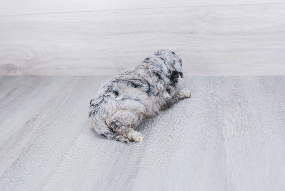 Energetic Golden Retriever Poodle Mix Puppy