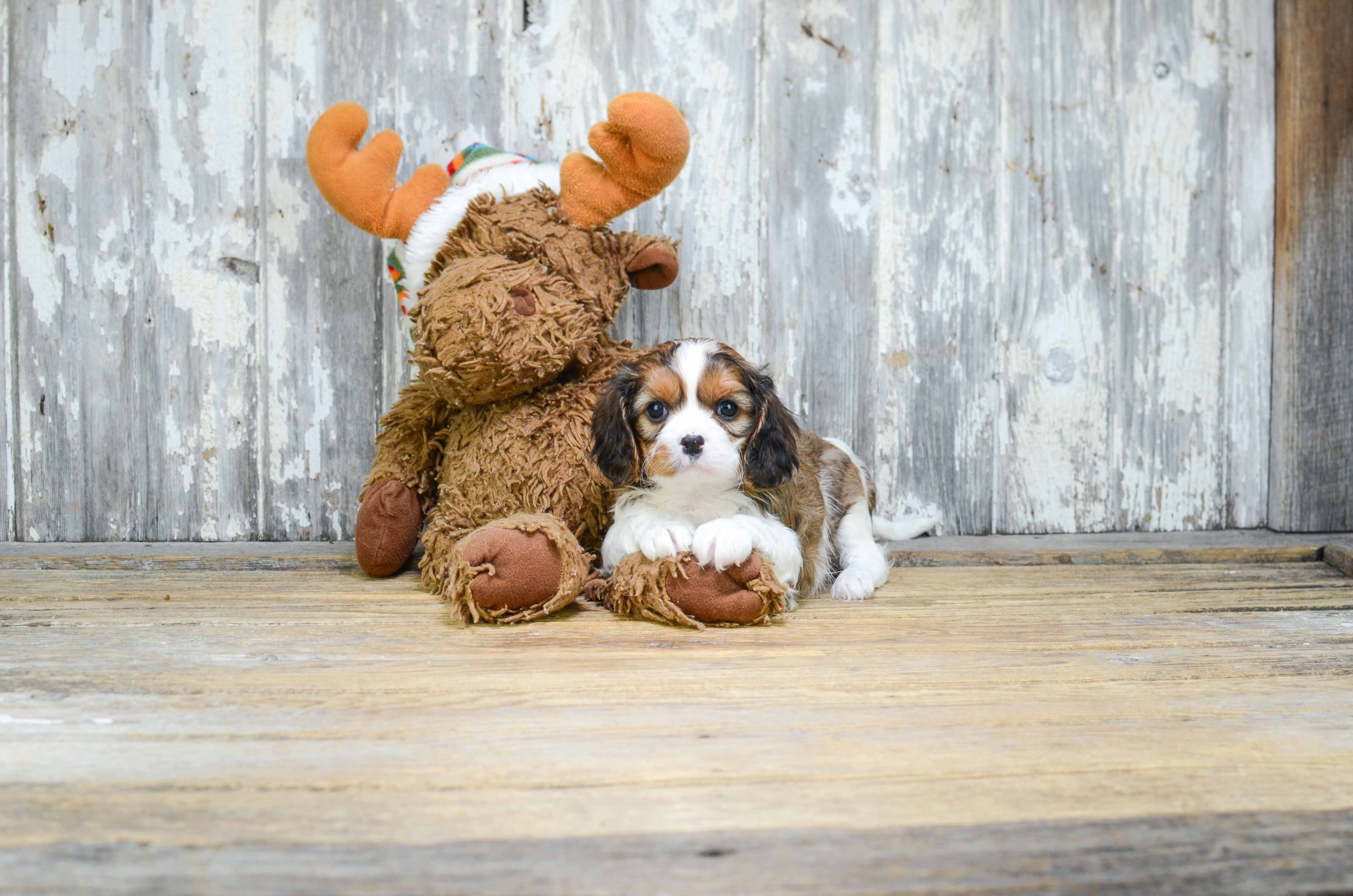 Petite Cavachon Designer Pup