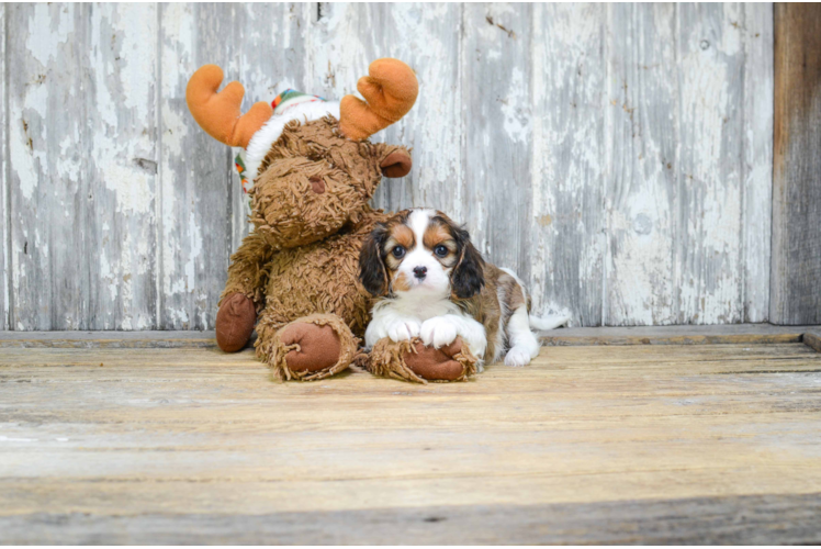 Petite Cavachon Designer Pup