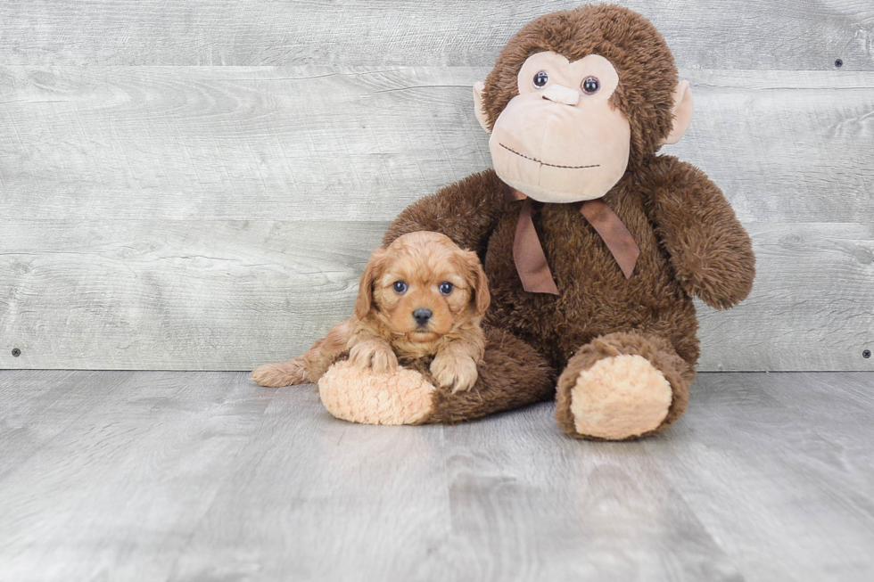 Energetic Cavoodle Poodle Mix Puppy