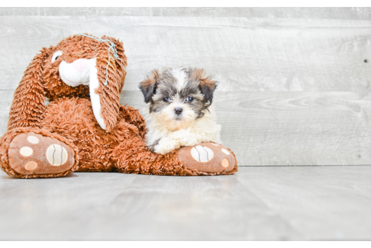 Teddy Bear Puppy for Adoption