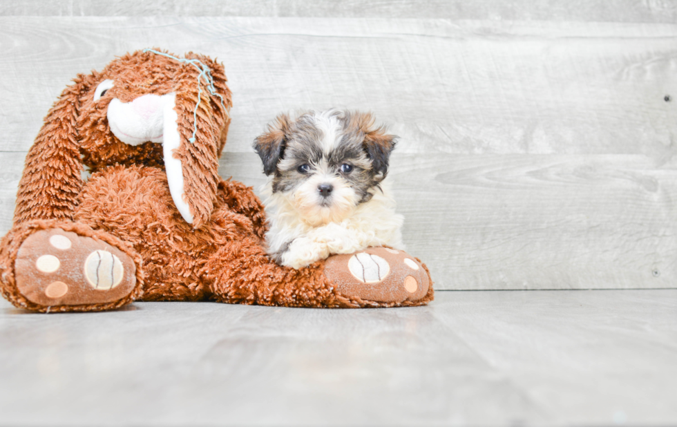 Teddy Bear Puppy for Adoption