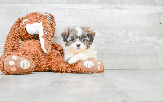 Teddy Bear Puppy for Adoption