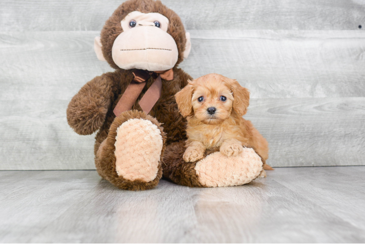 Energetic Cavoodle Poodle Mix Puppy