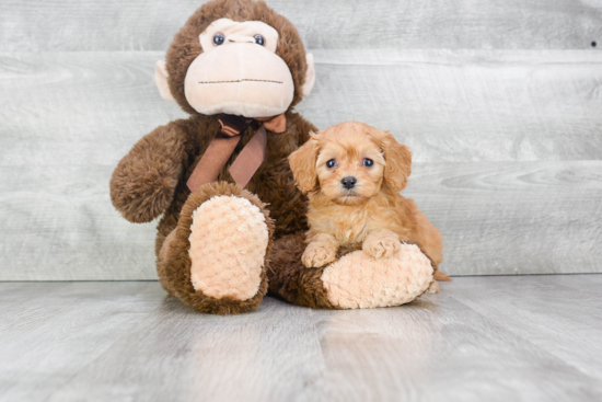 Energetic Cavoodle Poodle Mix Puppy