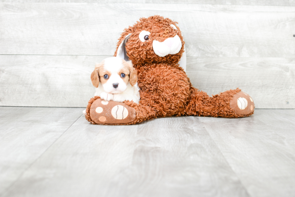 Cavalier King Charles Spaniel Pup Being Cute