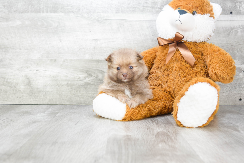 Pomeranian Puppy for Adoption