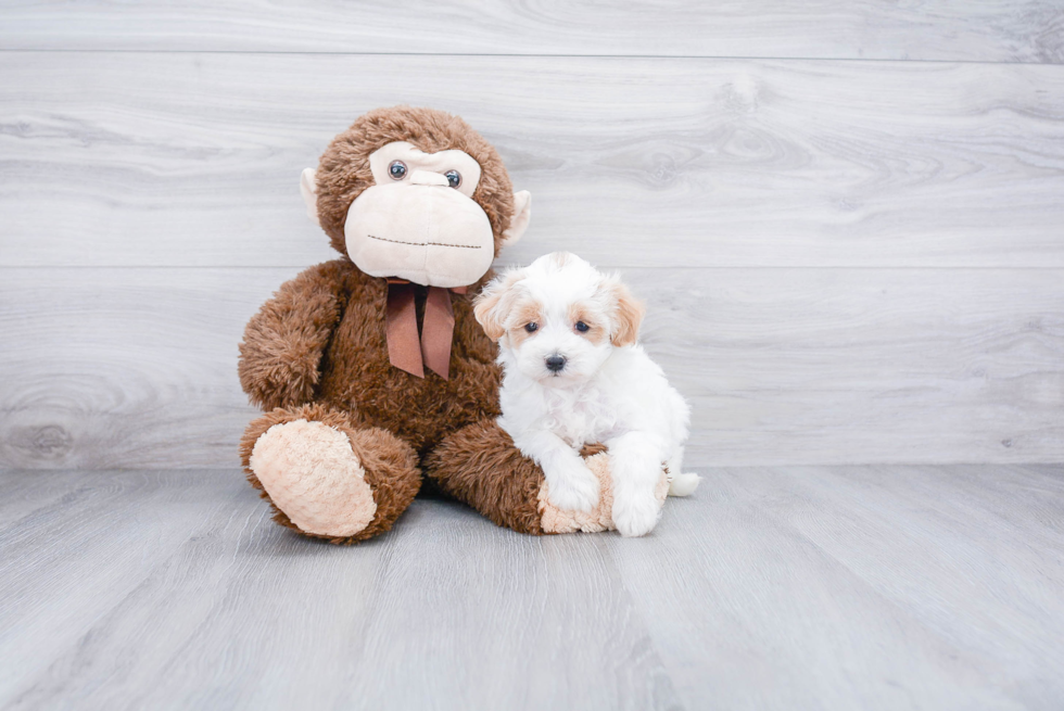 Maltipoo Pup Being Cute