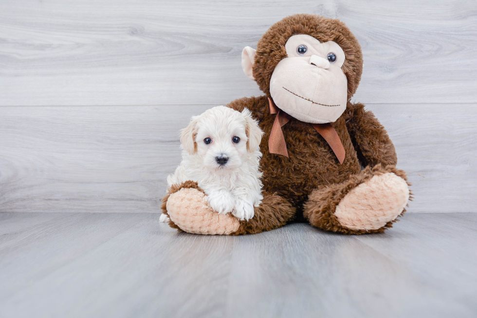 Maltipoo Pup Being Cute