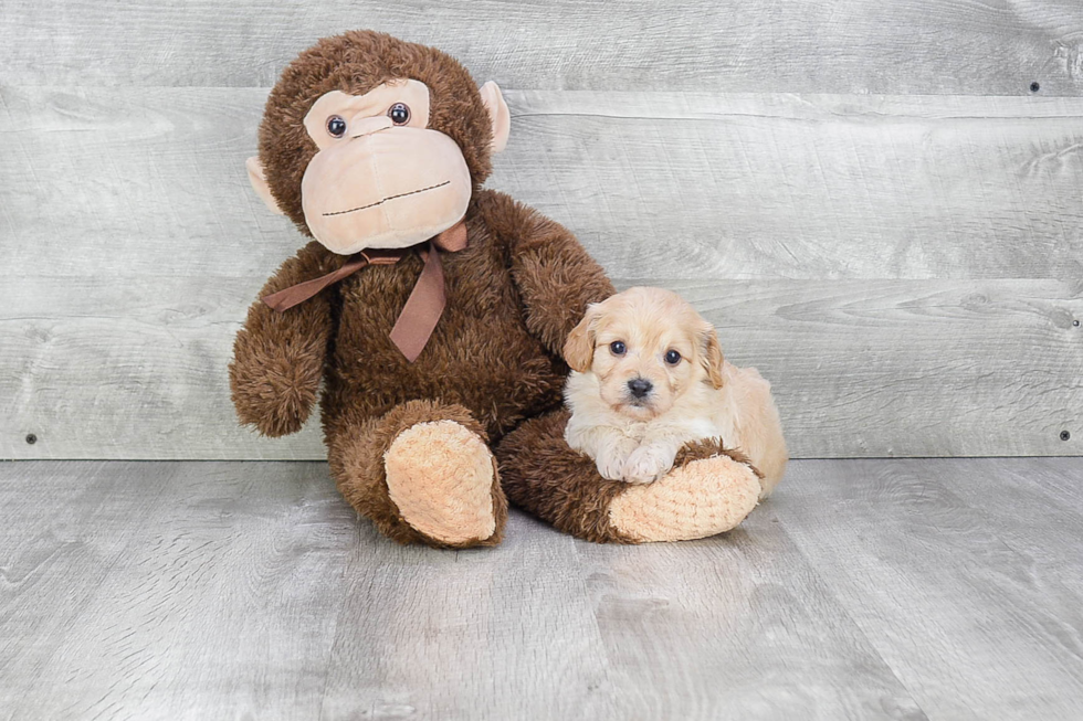 Funny Cavachon Designer Pup