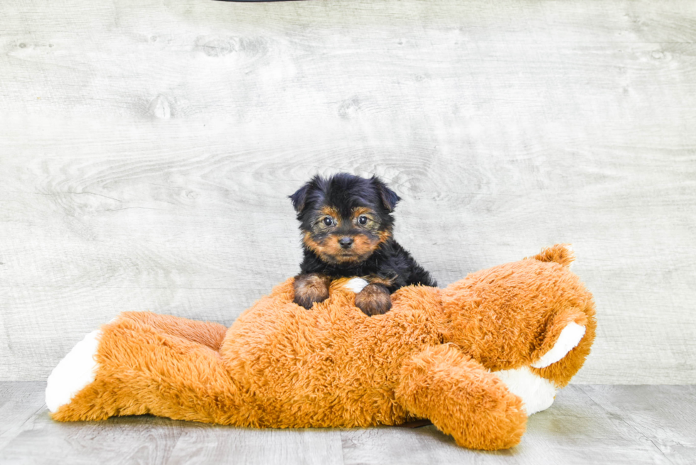 Meet Avery - our Yorkshire Terrier Puppy Photo 