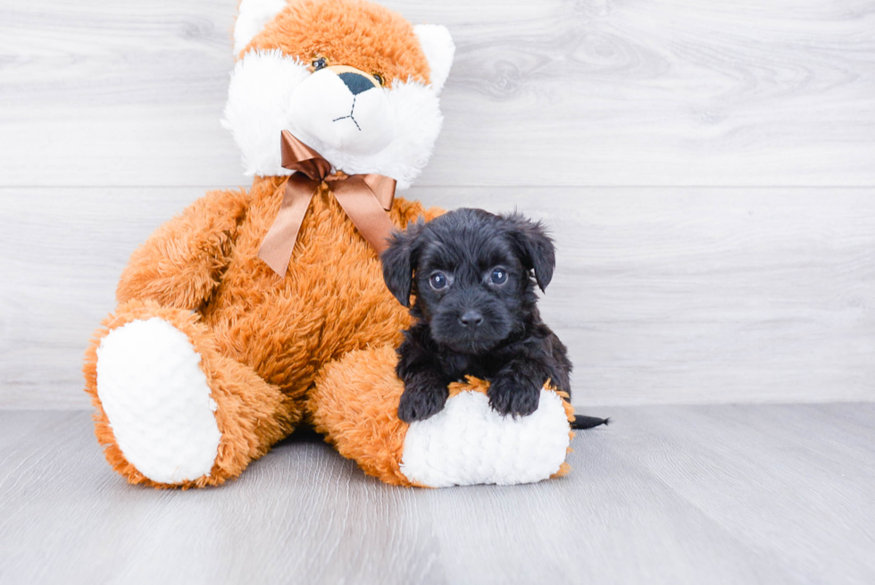 Fluffy Pomeranian Purebred Puppy