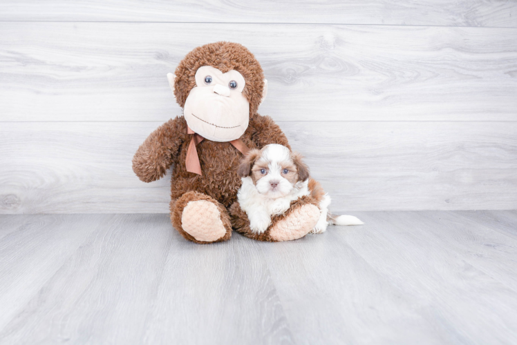 Teddy Bear Pup Being Cute