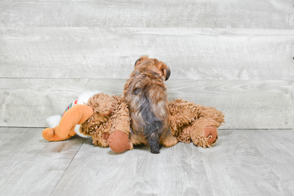 Happy Shorkie Baby