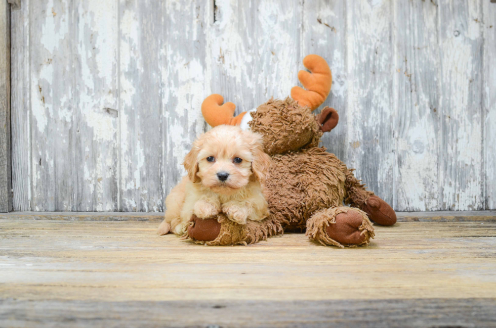 Popular Cavachon Designer Pup