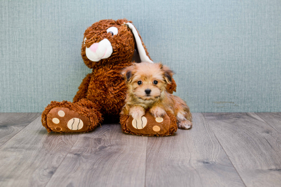 Best Morkie Baby