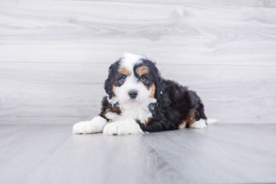 Mini Bernedoodle Pup Being Cute