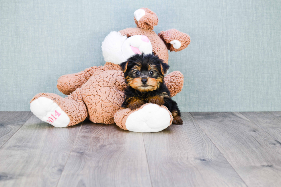 Meet Timmy - our Yorkshire Terrier Puppy Photo 