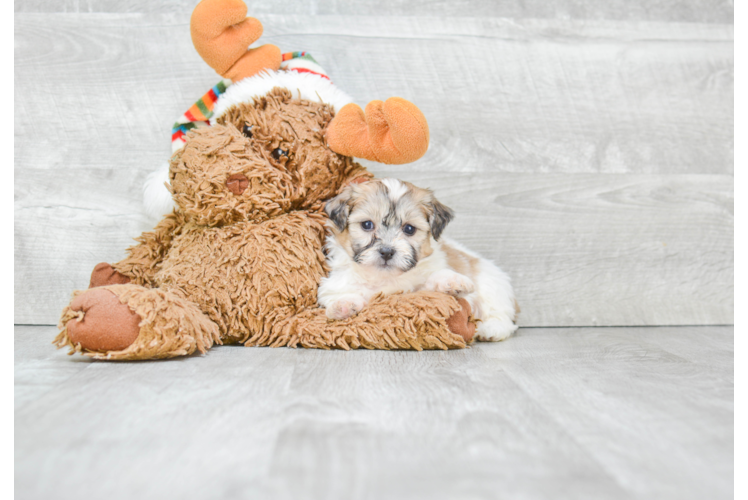 Teddy Bear Pup Being Cute