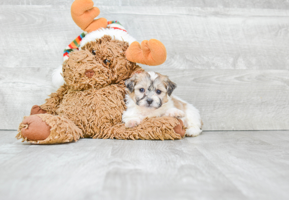 Teddy Bear Pup Being Cute