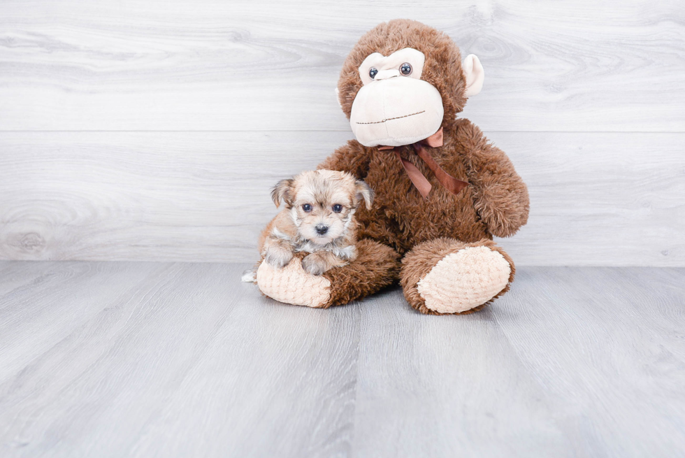 Morkie Pup Being Cute