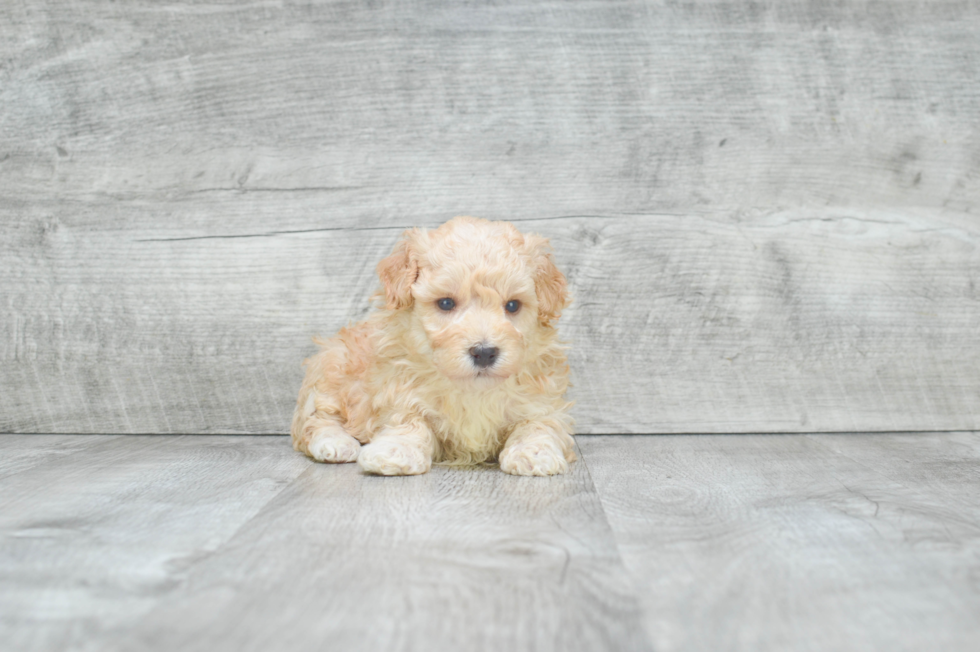 Maltipoo Pup Being Cute